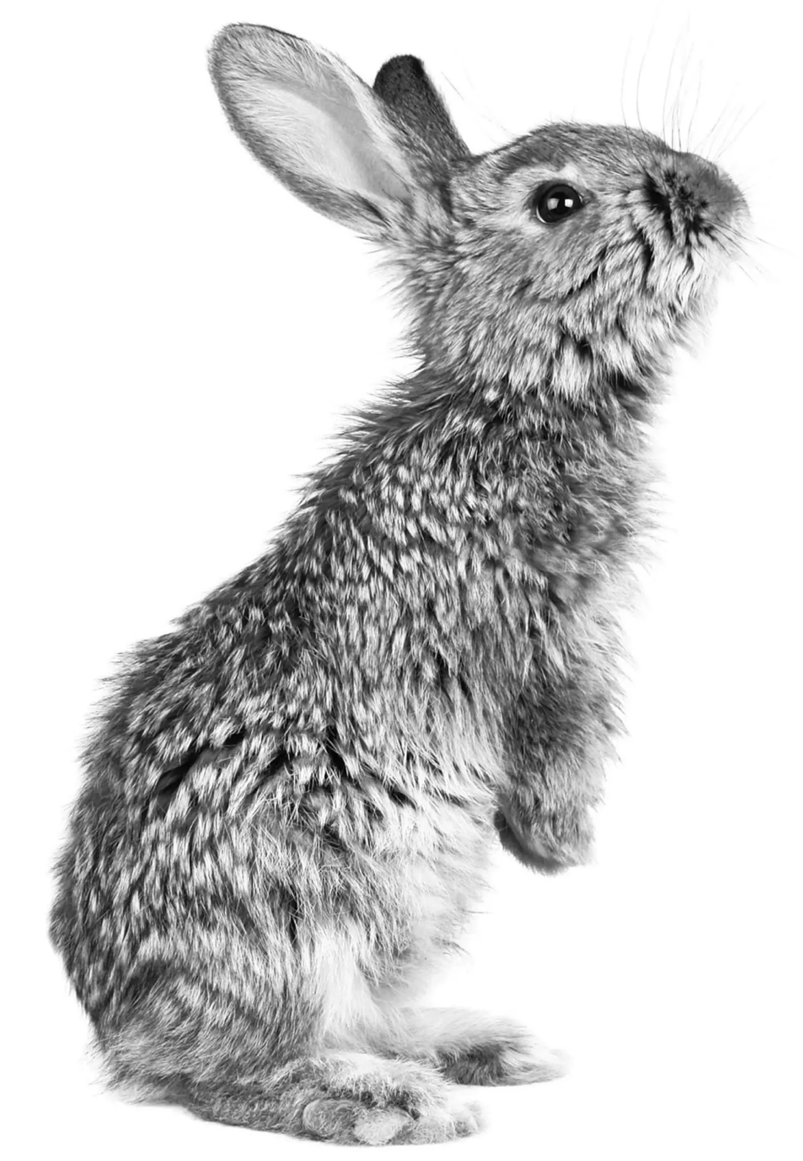 Rolling Rabbits